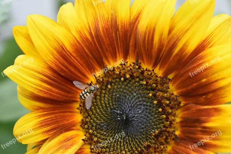 Nature Flowers Sunflowers Petal Yellow