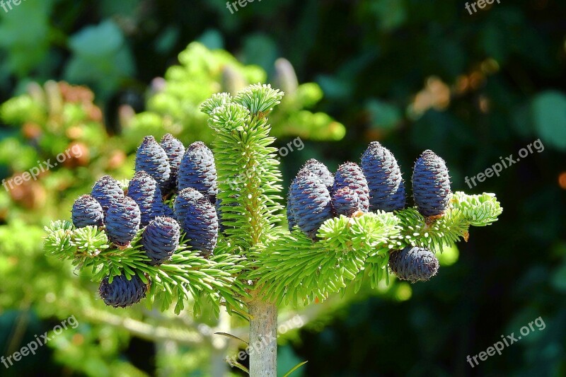 Cones Tree Coniferous Free Photos