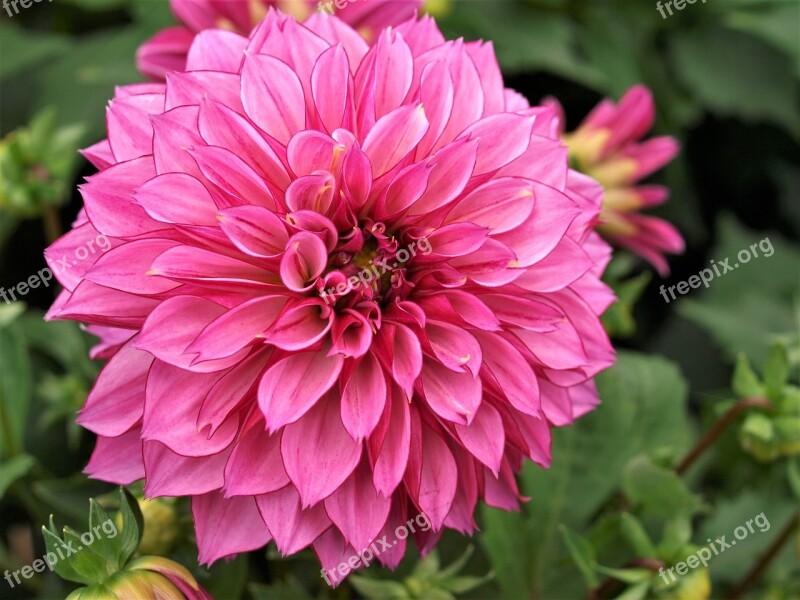 Dahlia Flower Bloom Pompom Floral