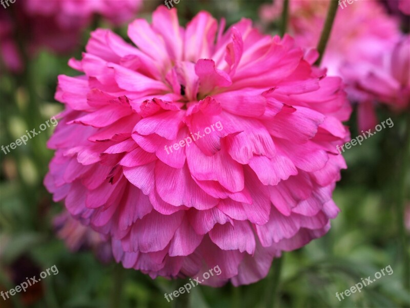 Dahlia Flower Bloom Pompom Floral