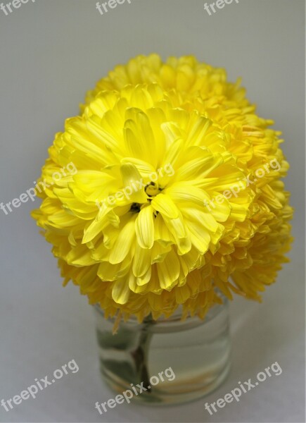 Dahlia Flower Bloom Pompom Floral