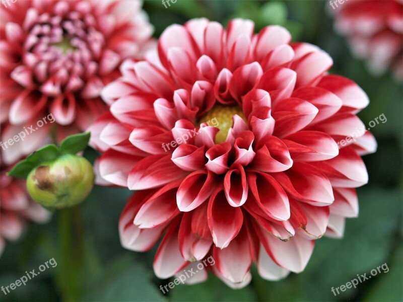 Dahlia Flower Bloom Pompom Floral