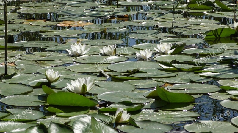 Water Lily Roses Pond Lily Pond Water Rose