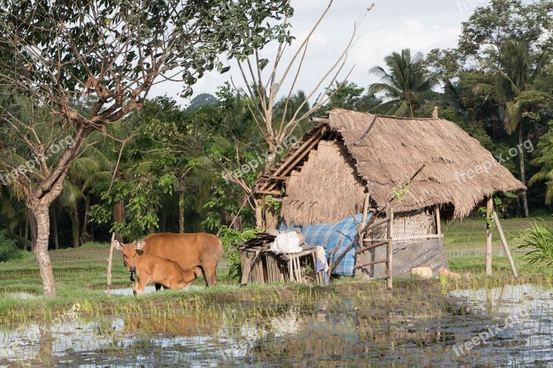 Farm Farmland Rice Countryside Rural