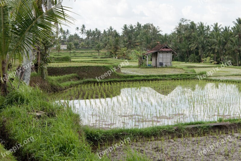 Rice Paddies Rice Paddy Rice Field Rice Harvest