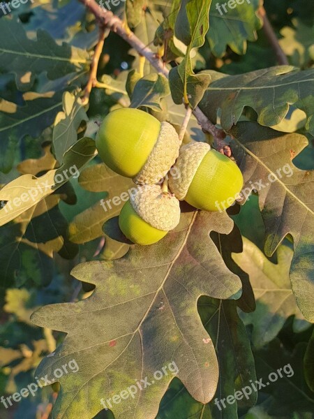 Acorn Leaves Tree Free Photos