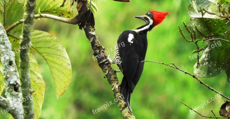 Ave Woodpecker Nature Armenia Free Photos