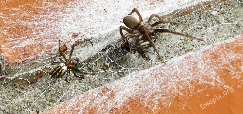 Macro Insects Hunting Spiders Armenia