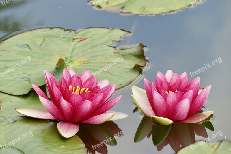 Water Lilies Pink Pond Nature Water