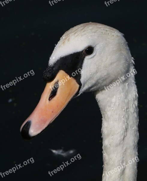 Swan Portrait Summer Windsor Bird