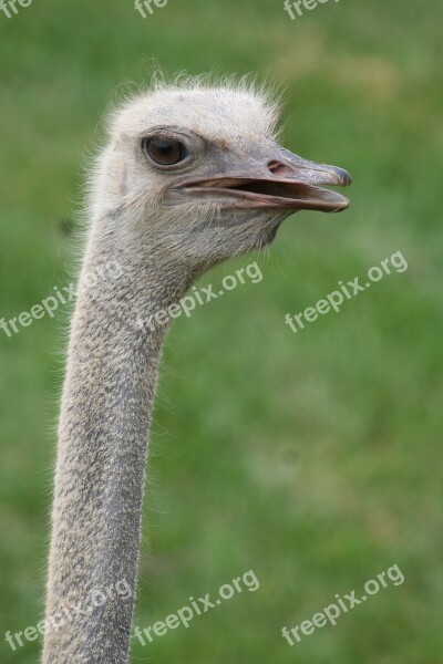 Animal Zoo Ostrich Bird Wildlife