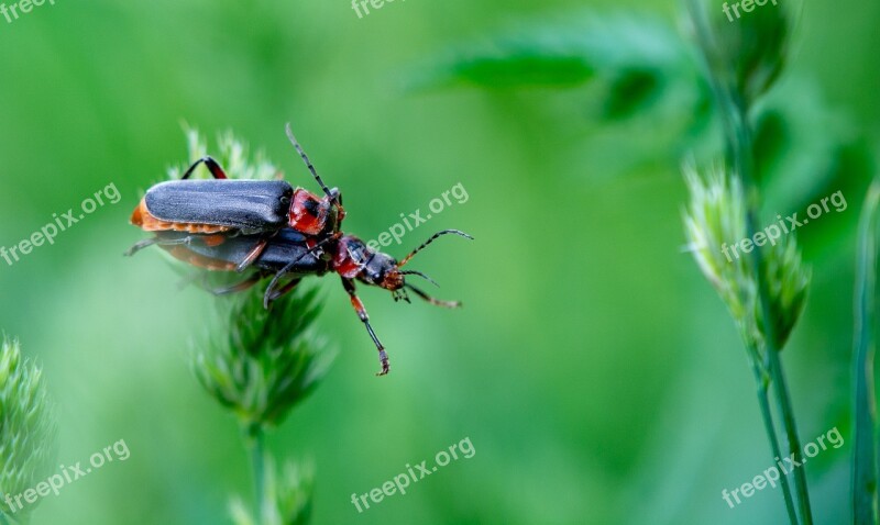 Beetle Pairing Insect Nature Close Up