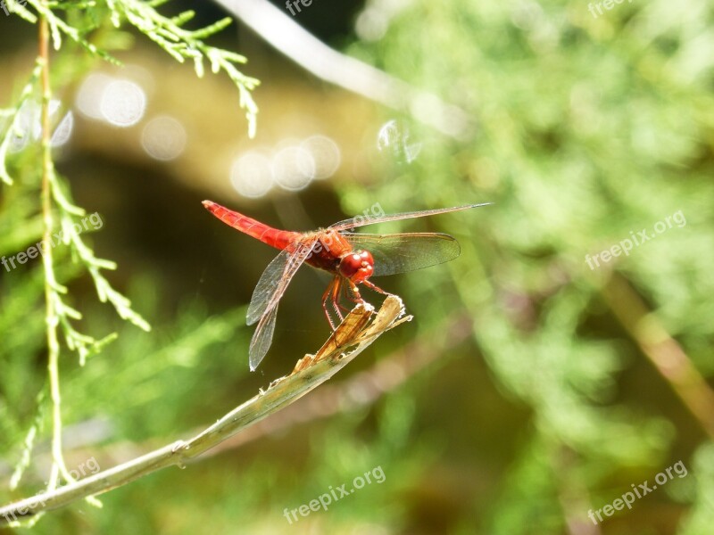 Dragonfly Red Dragonfly Erythraea Crocothemis Cane Pond