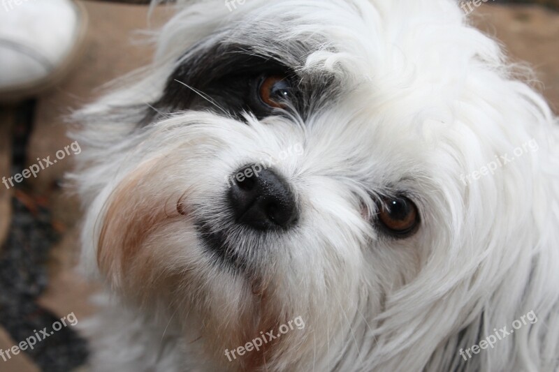 Maltese Shih Cricket Black White Dog