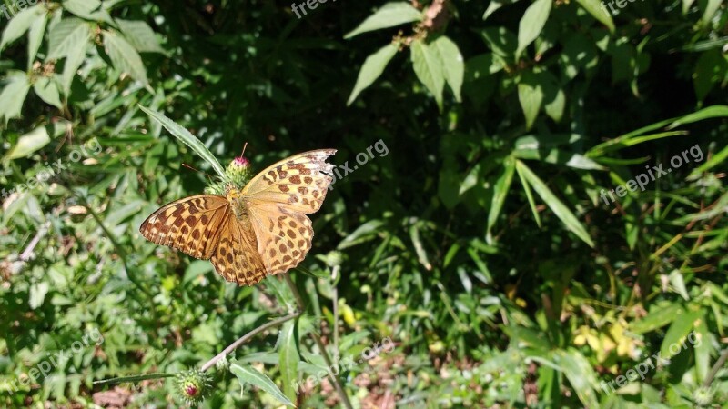 Butterfly Nature Insect Orange Dotted