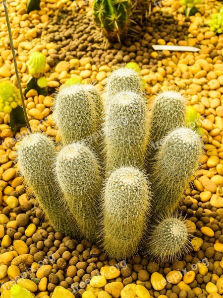 Cactus Desert Plant Green Nature