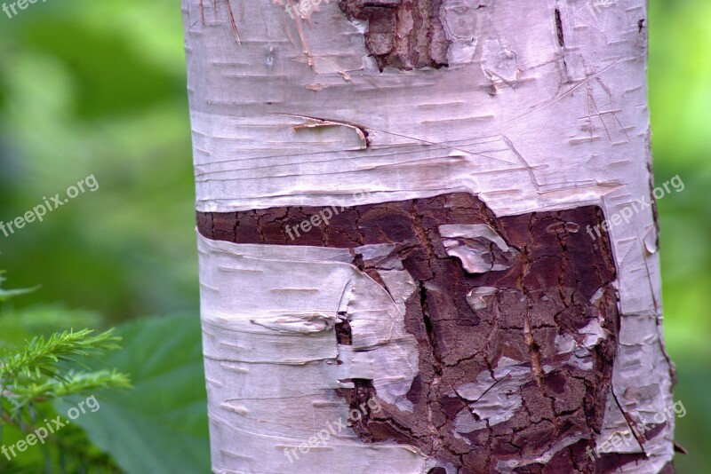 White Birch Bark Aspen Birch Tree Trunk