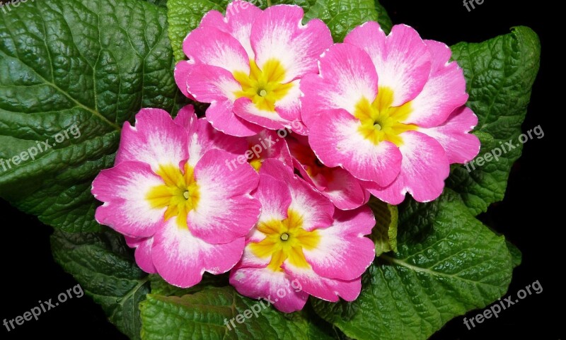 Primrose Pink Plant Garden Flowers