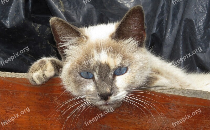 Nature Feline Domestic Cat Rest Armenia