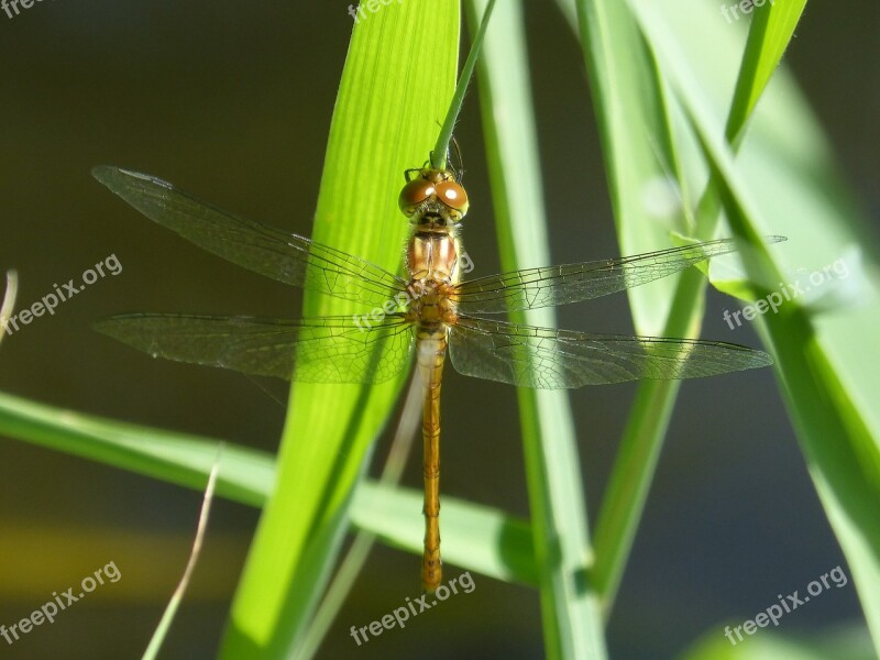 Bélula Yellow Dragonfly Detail Winged Insect Cordulegaster Boltonii