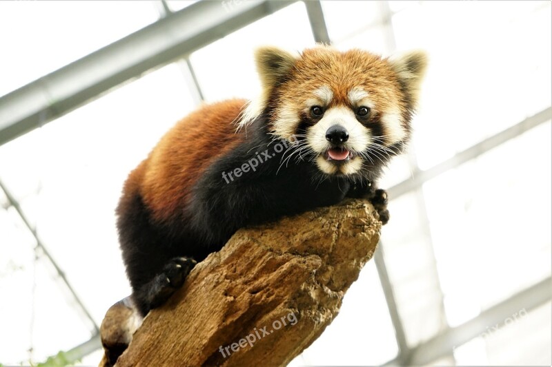 Animal Cute Red Panda Free Photos