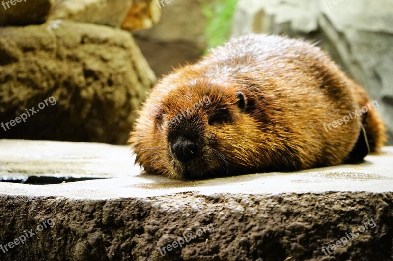 Animal Cute Take A Nap Beaver Free Photos