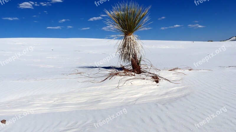 Desert Sands Gypsum Dunes Vegetation Dry