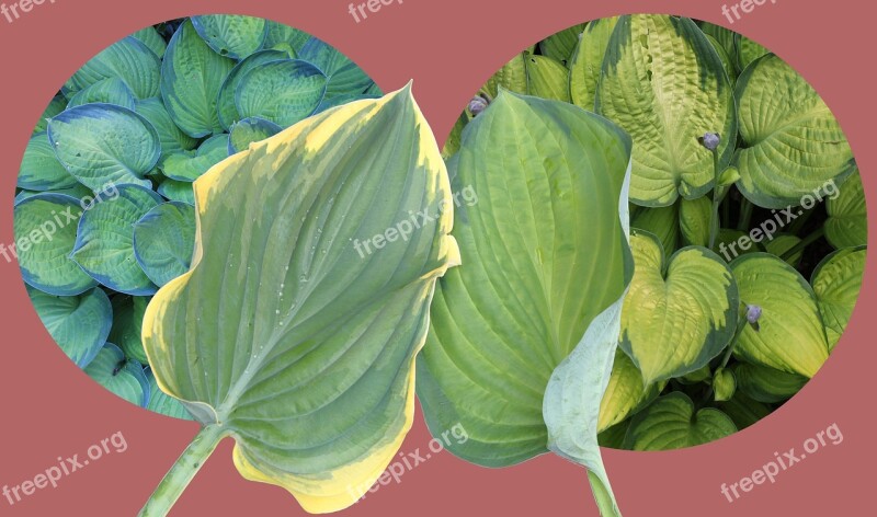 Hosta Plantain Lily Leaf Leaves Ribbed