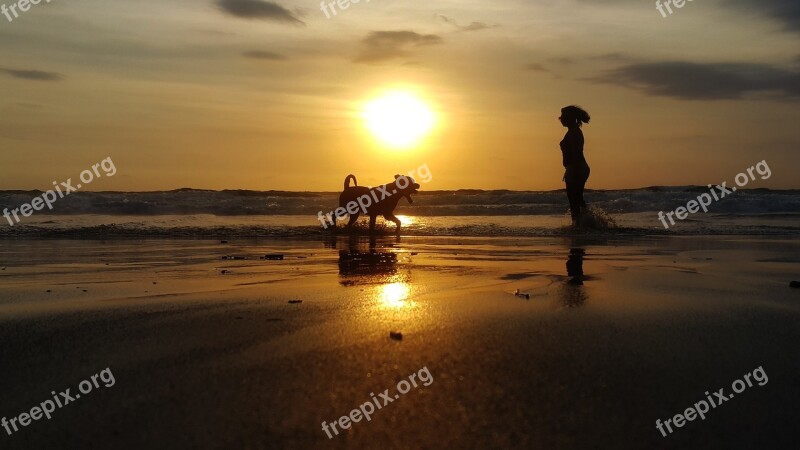 Beach Dog Pet Nature Ocean