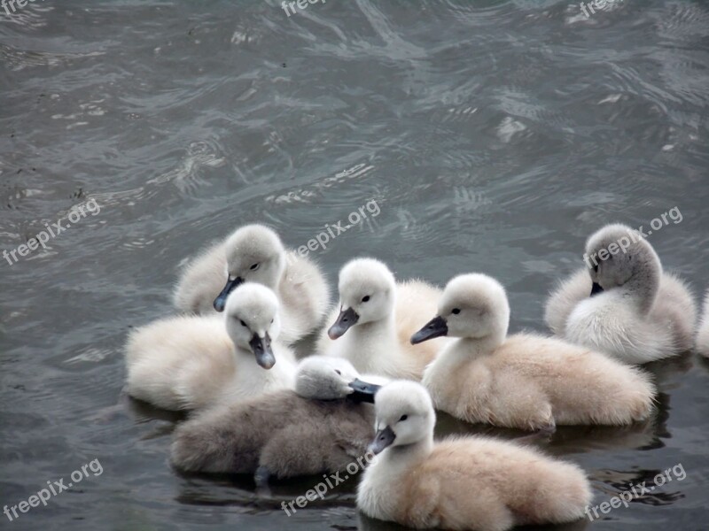 Chicks Swan Swans Baby Baby Animal