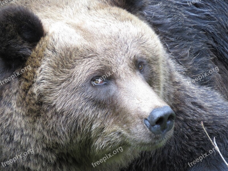 Bear Animal World Nature Predator Kodiak Bears