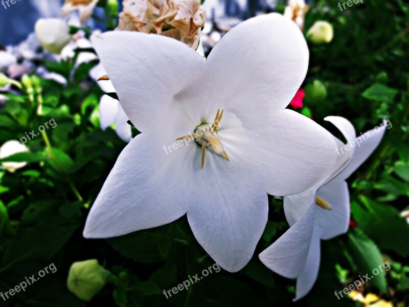 Biel Flower Nature Garden Plant