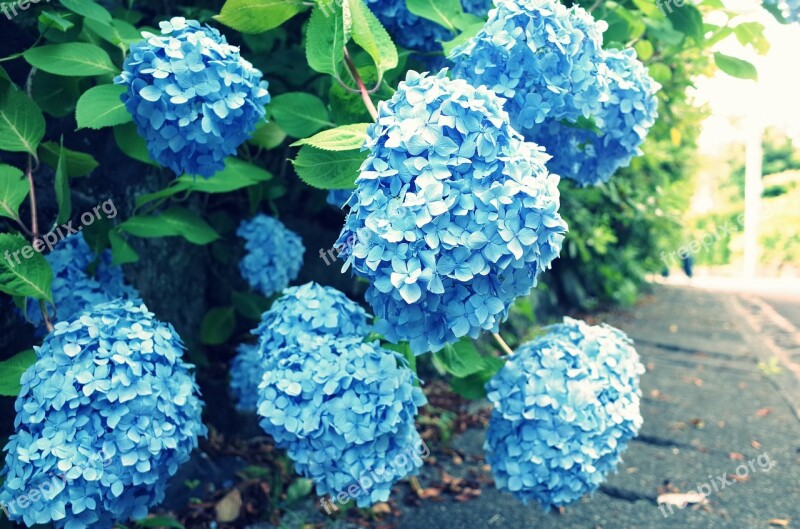 Flower Hydrangea Blue Natural Green Leaf