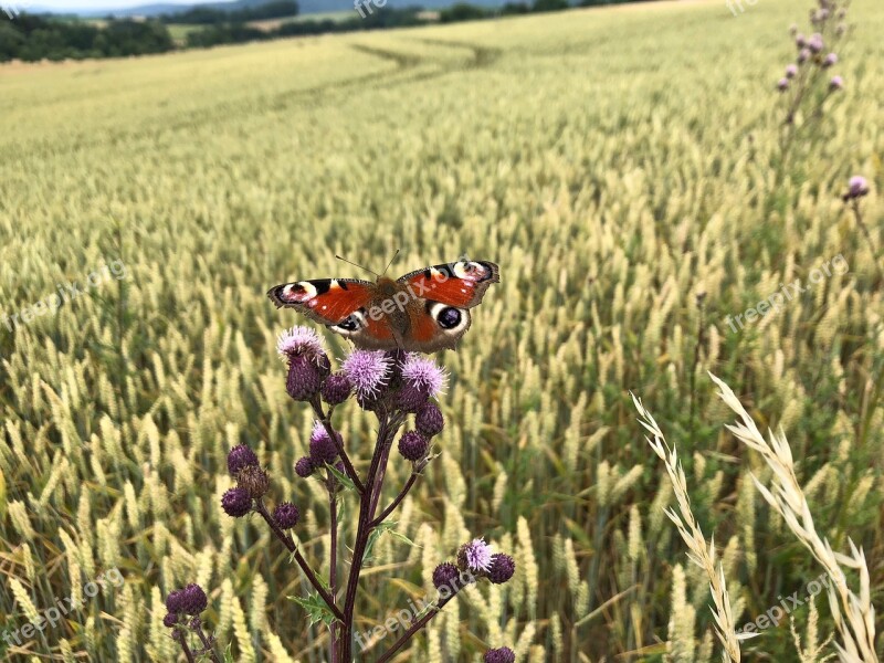 Butterfly Butterflies Peacock Cornfield Thistle