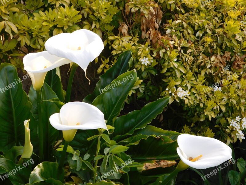 Flowers Garden Nature Blossom Peace Lily