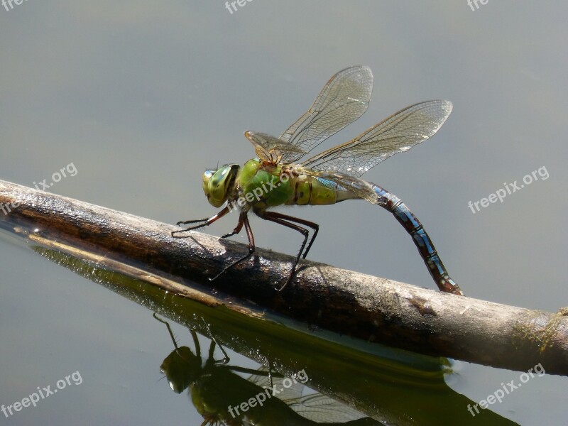 Dragonfly Dragonfly Large Anax-imperator Cane Pond River