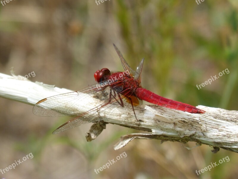 Dragonfly Red Dragonfly Erythraea Crocothemis Cane Pond