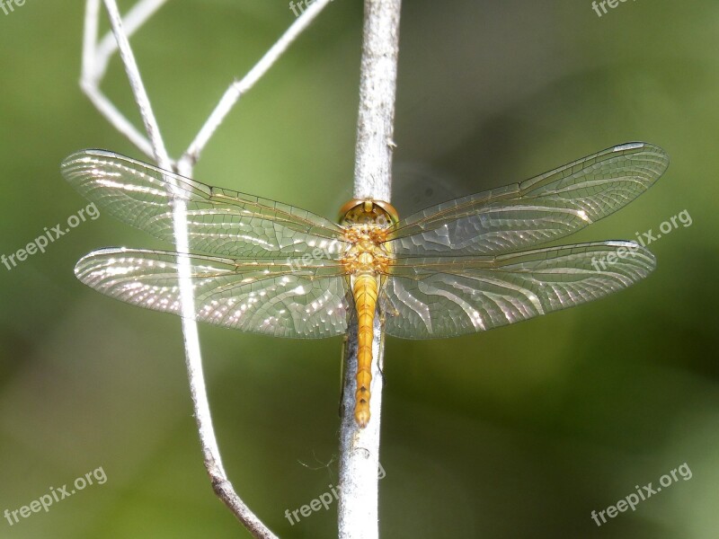 Ibélula Yellow Dragonfly Detail Winged Insect Cordulegaster Boltonii