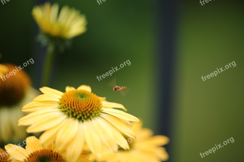 Episyrphus Balteatus Insect Hoverfly Nature Flower