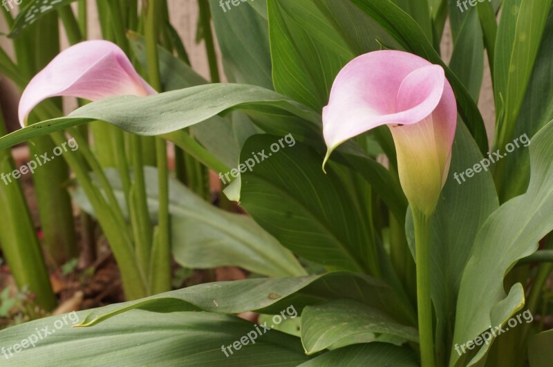 Cartridge Fuscia Flower Nature Plant