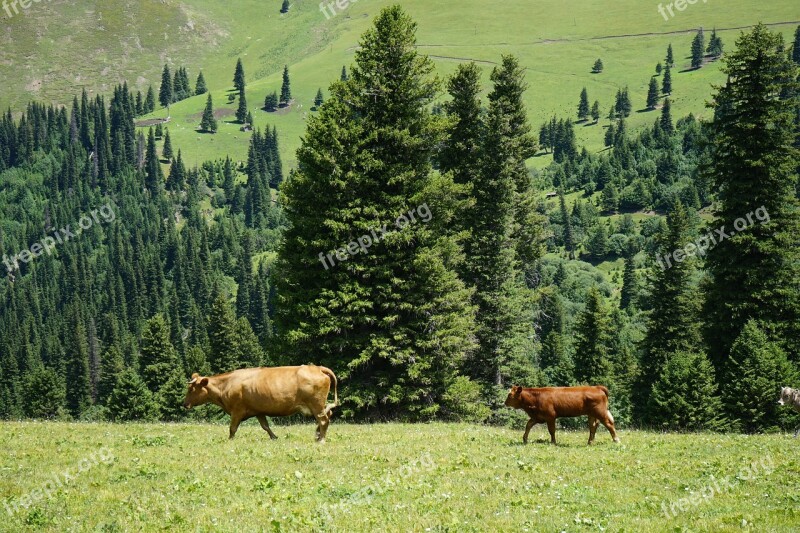 Pine Tree Cow Grassland Free Photos