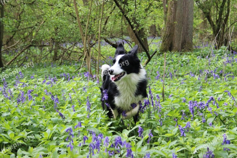 Border Collie Bluebell Forest Nature Spring