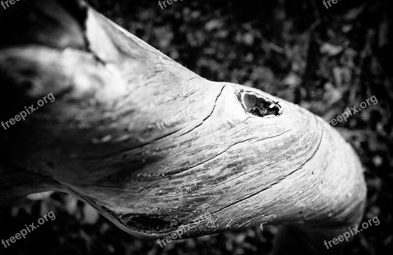 Tree Bark Tree Trunk Wood Texture