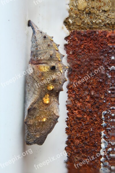 Red Admiral Chrysalis Butterfly Free Photos