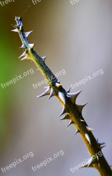 Rose Thorns Pointed Flower Nature