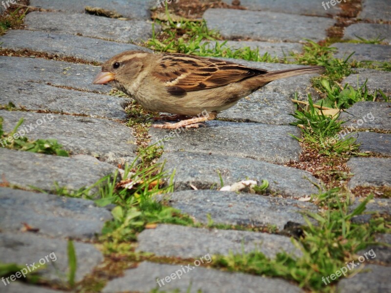 Sparrow Close Up Away Bird Nature