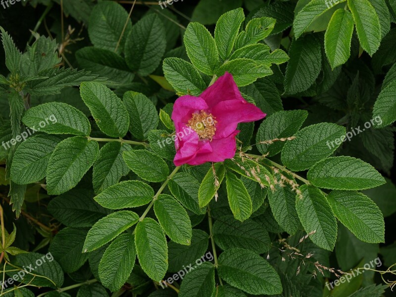 Borkum Rose Wild Rose Dune Dune Landscape