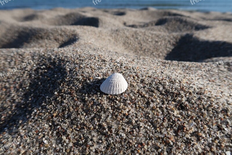 Shell Sand Beach Sea Quartz Sand