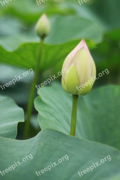 Kite Lotus Water Lilies Nature Flowers