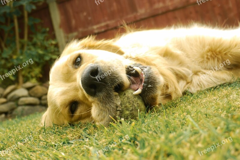 Dog Cute Dog Looking Sweet Canine